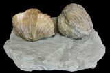Multiple Fossil Brachiopod (Platystrophia) Plate - Kentucky #136612-1